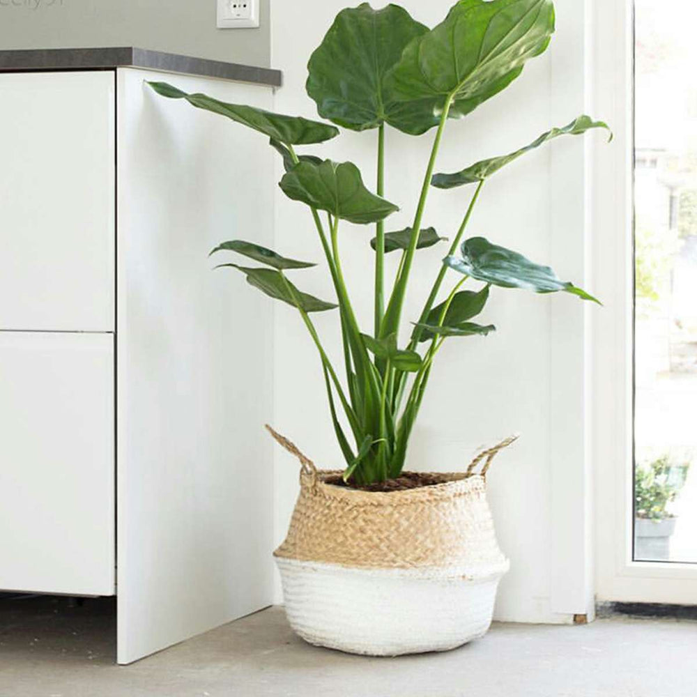[ Premium Quality Unique Home Decor & Furniture Online]-Bhom Vu